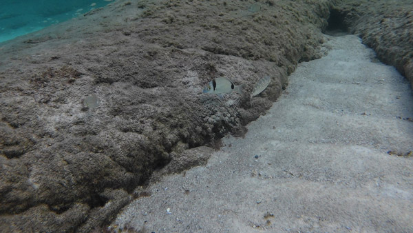 Crnoprugasti šarag (Diplodus vulgaris) u Egejskom moru
