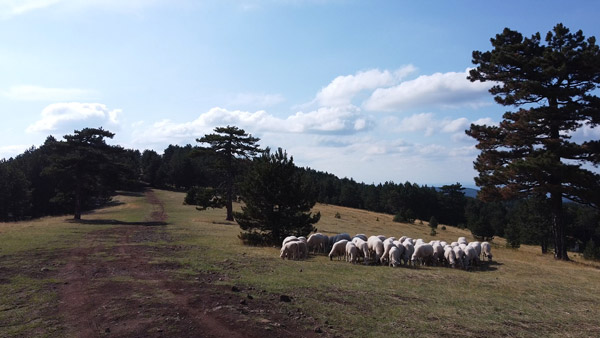 Ovce na pašnjaku među borovima na Maljenu.