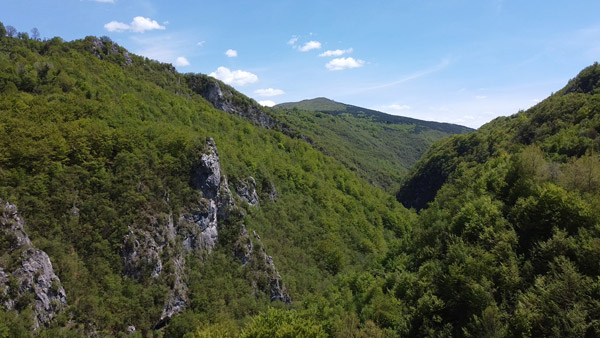 Gusta šuma i visoke stene u kanjonu reke Rzav.